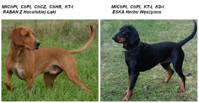 Gonczy Polski Eska i Raban