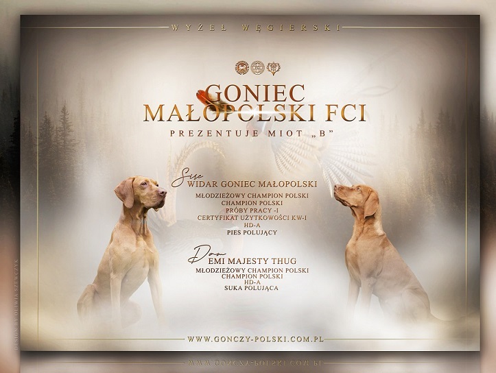 wyzel wegierski miot B